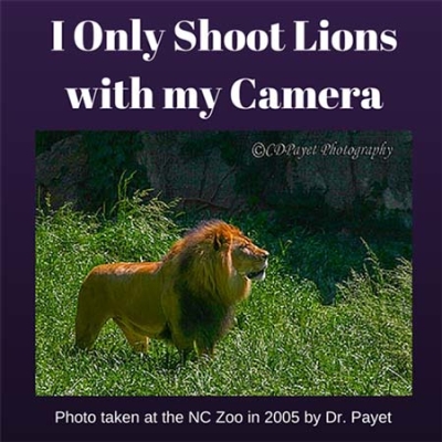 I-Only-Shoot-Lions-with-my-Camera